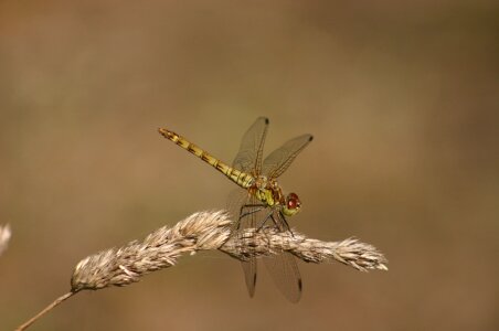 Resting red dragonfly photo