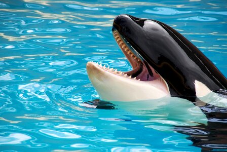 Animal beautiful photo dolphin