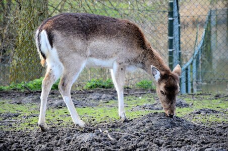 Wildlife grazing feeding photo