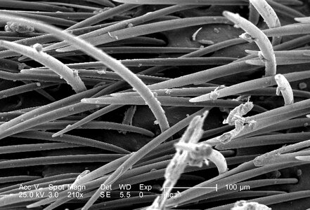 Exoskeleton magnification presence