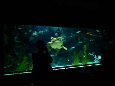 Recording photograph turtle