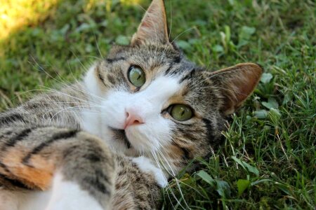 Head cute cat animal