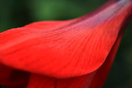 Amaryllis beautiful beautiful flowers