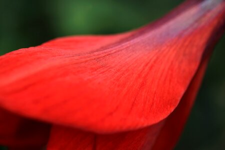 Amaryllis beautiful beautiful flowers photo