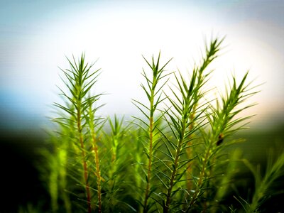Spring leaf landscape