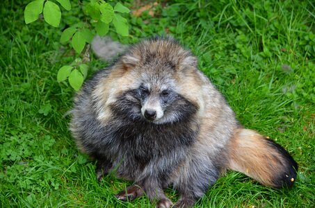 Zoo nature bear
