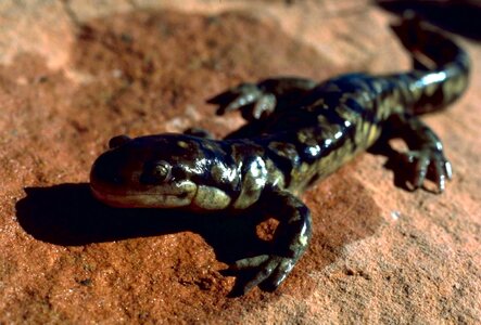 Ambystoma Tigrinum salamander tabby cat photo