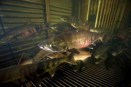 Salmon migrating through weir-1