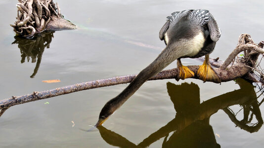 Anhinga taking a drink from the pond photo
