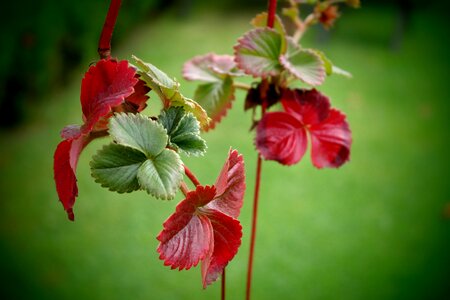 Autumn color strawberry