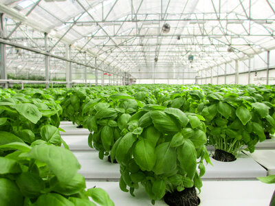 Plants in the green house