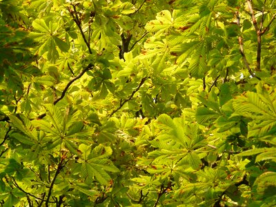 Leaves foliage green