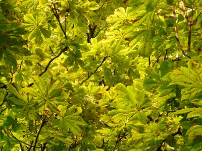 Leaves foliage green photo