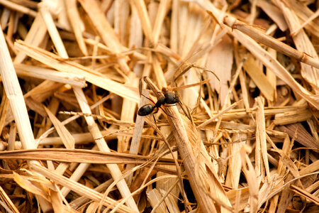 Ant Closeup photo