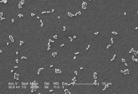 Bacteria gram magnification photo