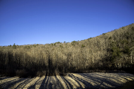 Trees and forest with sky at Echo Bluff State Park, Missouri