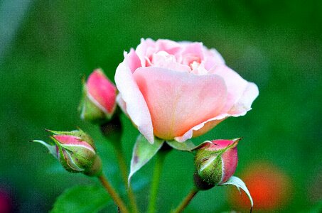 Pink rose flowers bloom photo