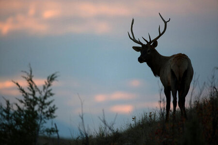 Bull Elk silhouette-3 photo