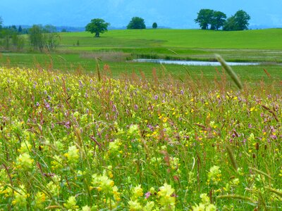 Riedwiese meadow angustifolius plant photo