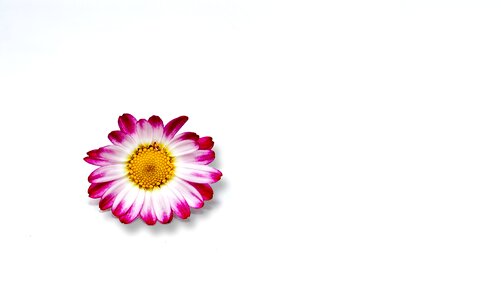 Minimalist flower macro