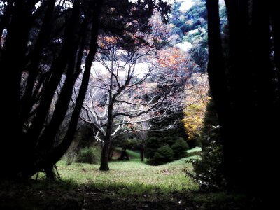 Fall forest grass