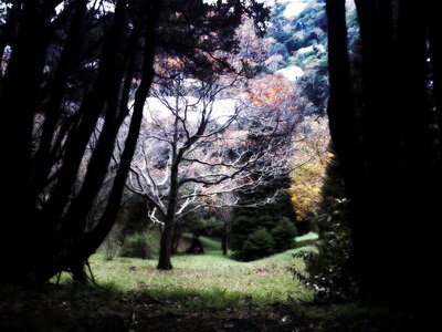 Fall forest grass photo