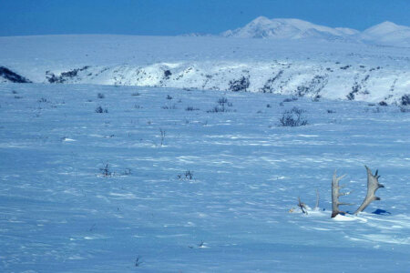 Noatak River and Caribou Antlers in Winter photo