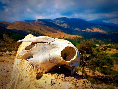 Skull with landscape background on Crete, Greece