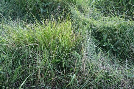 Grass Plants structure 
