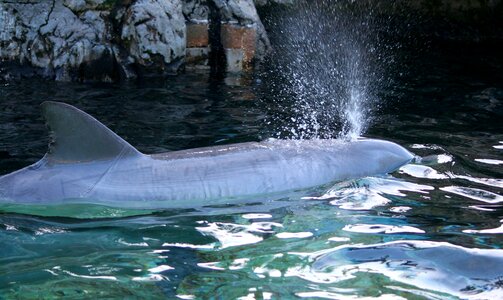 Breathing ocean mammal photo