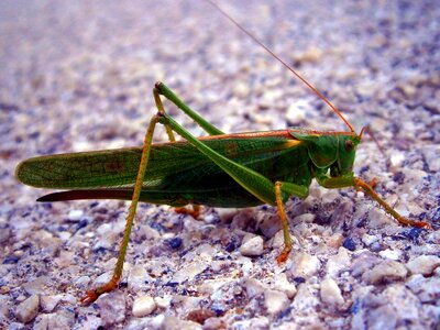 Grasshopper insect Free photos photo