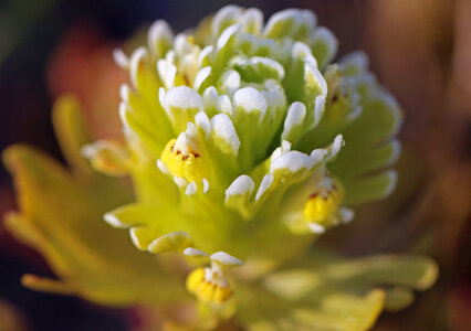 Castilleja ambigua