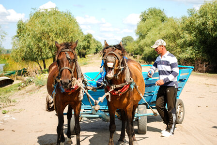 Horse Carriage photo