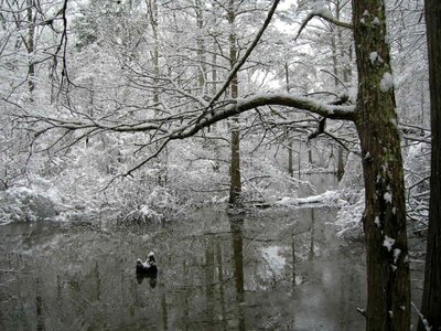 Coating snow trees