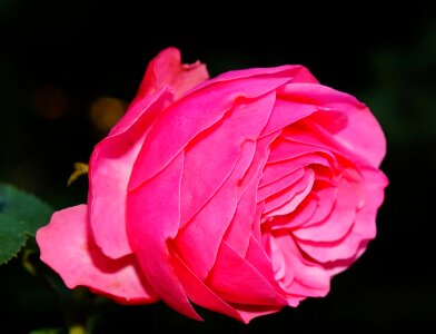 Rose bloom pink fragrance