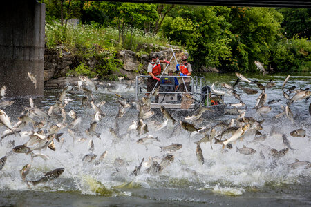 Silver Carp jumping in the Fox River-1