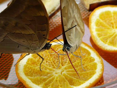 Flying insect animal