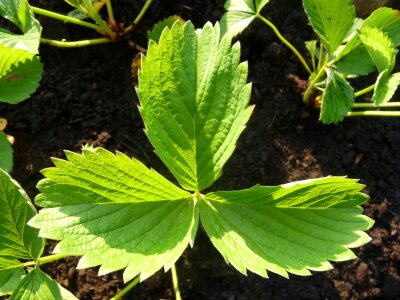 Vegetable garden fruit