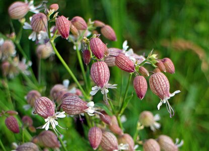 Campion gossip carnation knirrkohl