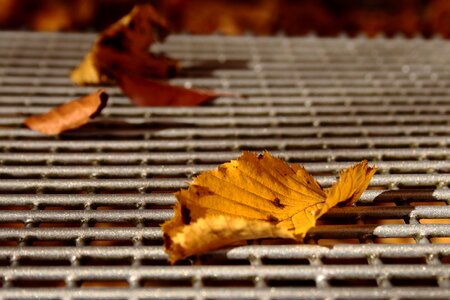 Fall color golden bank
