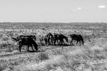 Herd of Wild Horses Grazing