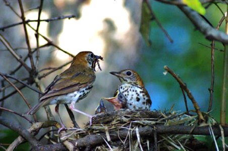 Bird bird family family photo