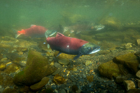Sockeye Salmon-1 photo