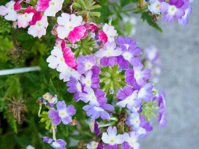 Pink and Purple Flowers photo