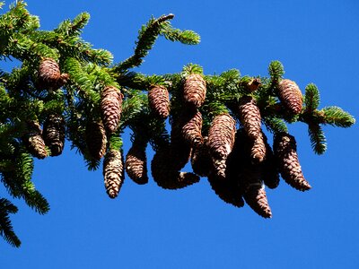 Tap tree alpine trees