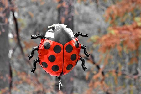Balloon helium ladybug photo