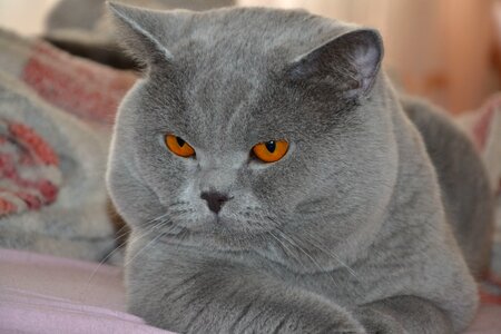 Cat british snout