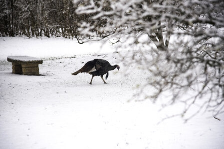 Turkey foraging in the snow