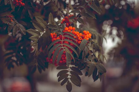 Aesthetic leaves berries photo