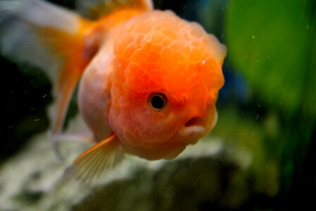 Fish Orange Gold photo